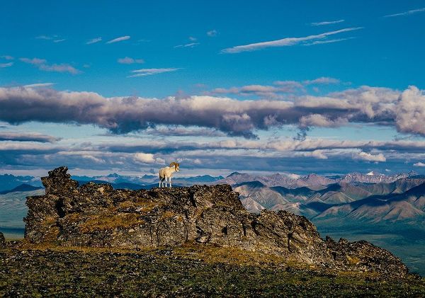 Solo dall ram on ridge-Denali National Park-Alaska-USA
